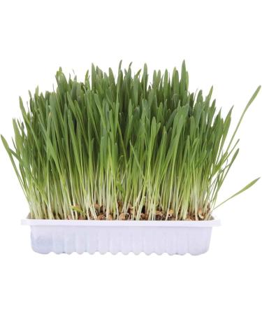 TRIXIE 4236 Cat Grass Seed Refill Bag | 100g for Cats | Grow Fresh Cat Grass at Home - Buy Online on SooperMarket.com