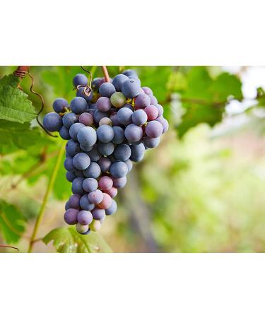 California Zante Currant Raisins 1lb - Sun-Dried Seedless Grapes, Vegan & Kosher - Tangy-Sweet Chewy Snack - Buy Online on SooperMarket.com