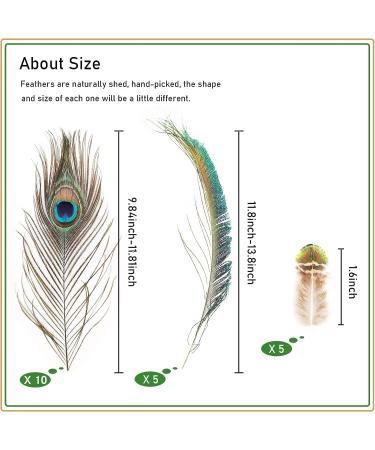 20 Pcs Real Natural Peacock Feathers Bulk Set - Multicolored DIY Craft & Wedding Decoration - Buy Online on SooperMarket.com