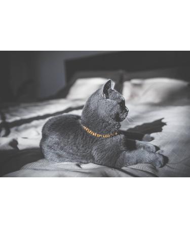 TOPAZ Amber Necklace for Dogs & Cats | Natural Tick & Flea Protection | Handmade 30 cm - Buy Online on SooperMarket.com