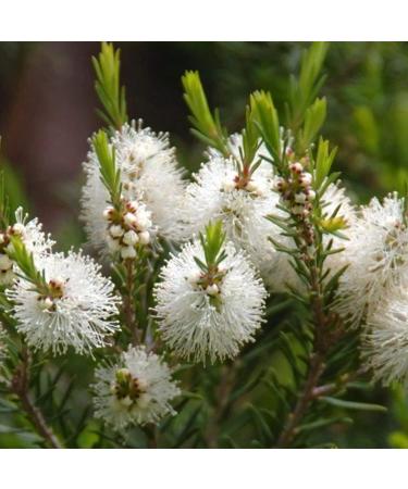 Pranarom Tea Tree Essential Oil 5ml - Pure Natural Healing & Aromatherapy - Buy Online on SooperMarket.com