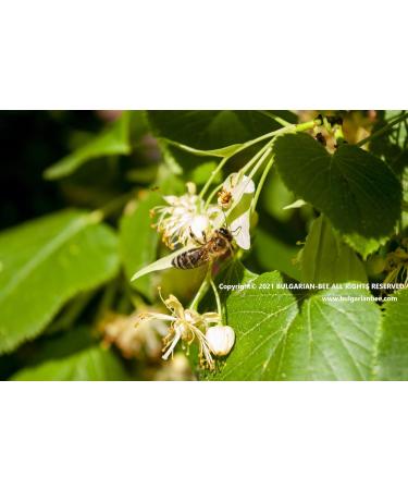 450 g Organic Raw Linden Blossom Bee Honey - Buy Online on SooperMarket.com