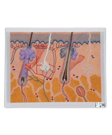 3B Scientific J10 Skin Section 70 Times Full-Size 10.2-Inchx13-Inchx2-Inch