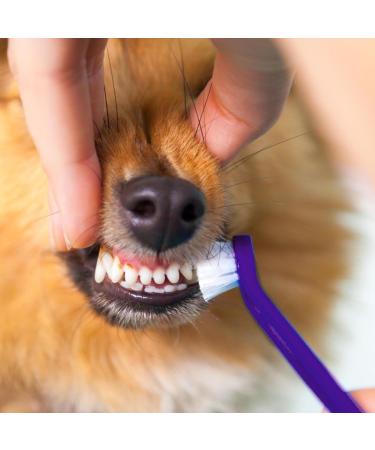 Visiblurry Cat Toothbrush & Pet Toothpaste Set | Essential Puppy Supplies for Home & Veterinary Care - Buy Online on SooperMarket.com