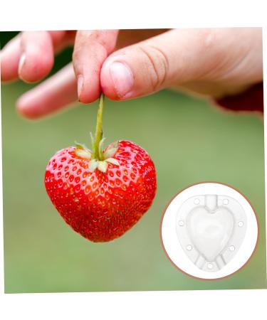 SUPVOX 10 Pcs Fruit Shaping Mold Vegetables Fruit Growth Forming Mould Tool Fruit Moulding Mold Watermelon 4.5x4cmx2pcs Whitex2pcs - Buy Online on SooperMarket.com