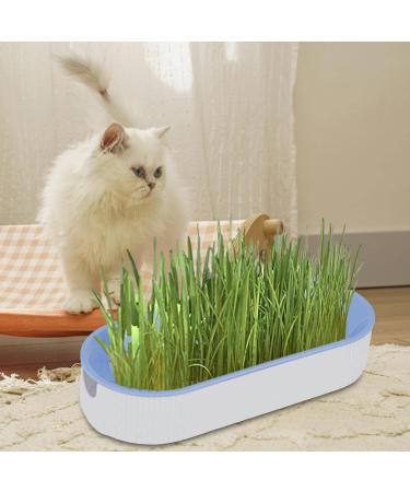 Youding Cat Grass Growing Kit Planter Tray Catnip Box Chewing Kitten Plant Set for Snacks Soil Free Snacks Digestion Pet Food Indoor Nursery Balcony Patio Blue - Buy Online on SooperMarket.com