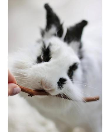 Buy 200g Apple Tree Branches for Rabbits - Fresh & Natural Chews | International Shipping Available - Buy Online on SooperMarket.com