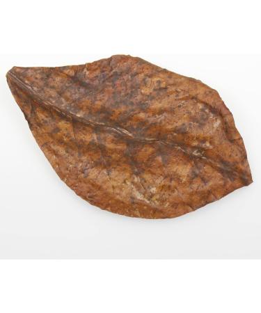 JBL Catappa 25198 - 10 XL Tropical Almond Leaves for Freshwater Aquariums | International Shipping Available - Buy Online on SooperMarket.com