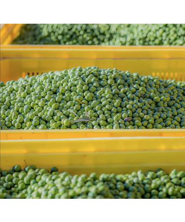 GUSTU Castelvetrano Olives 7.1 lbs Premium Green Whole Olives Farmed in Sicily Italy Buttery Smooth Flavor Dried Weight: 5.5 lbs Whole (5.5 lbs) - Buy Online on SooperMarket.com