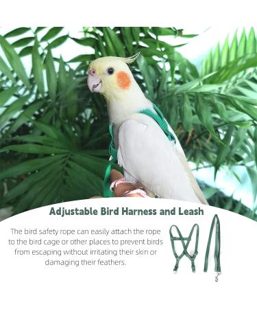 Felenny Bird Dishes & Adjustable Leash - Essential Outdoor Accessories for Scarlet Red Ara Sun Conure & Nymphensittich (Green Small) - Buy Online on SooperMarket.com