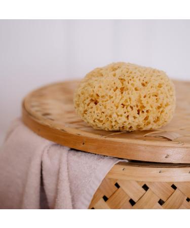 Shop Croll & Denecke Natural Sponges - Eco-Friendly Sustainable & International Shipping Available - Buy Online on SooperMarket.com