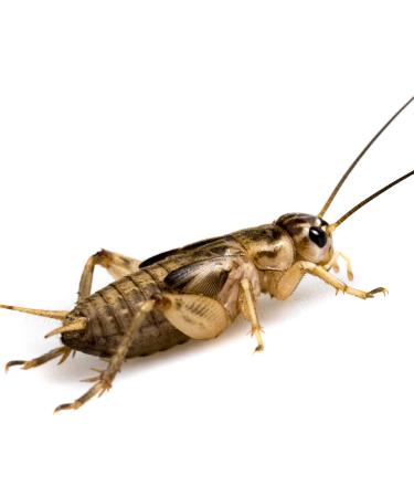 Livefoods4u Large Silent Brown Crickets Live Food (15-20mm) Pre Pack Approx 50 - Perfect for Reptiles and Lizards - Sustainably bred