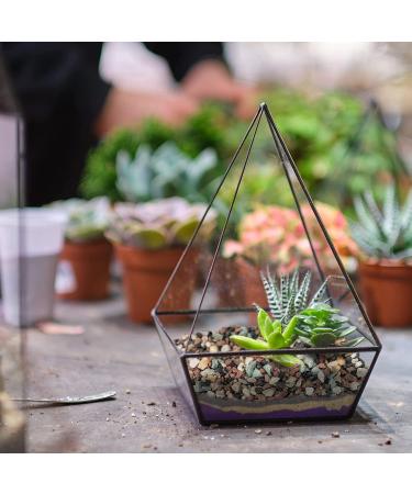 Succulent Cactus Bonsai Gritty Mix Stones (2 LB)  Small Decorative Horticultural Gravel Rocks for Aquarium  Terrariums  Fairy Garden  Top Dressing  Soil Additive for Potted Houseplants 2 LB Bonsai Gritty Mix Stones - Buy Online on SooperMarket.com