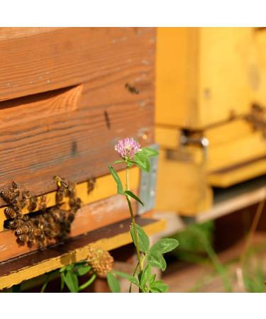 Earthbreath Honey with Propolis 340g - Raw Pure Natural Immunity Support - Buy Online on SooperMarket.com