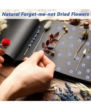 100 Pcs Natural Forget-Me-Not Dried Flowers for DIY Jewelry, Candle, Card Making - Real Pressed Flowers for Resin Ornaments & Nail Art Decorations - Buy Online on SooperMarket.com
