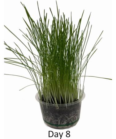 Catomwise Eco Cat Grass Kit x 2 | Organic Cat Grass Kit with PLA Bowls | Ideal for Indoor and Outdoor Cats - Buy Online on SooperMarket.com