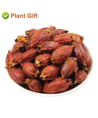 Buy Organic Gardenia Fruit Tea 80G | Chinese Herbal Tea - Jasmine Flavor - Natural Wellness - Buy Online on SooperMarket.com