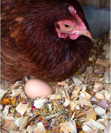 Pampered Chicken Mama Backyard Chicken Treats for Great Eggs (1 pound 0.5 kilo) - All-Natural Backyard Chicken Feed Supplies - Hen Treats for The Best Eggs Ever - High Calcium Supplement for Chickens - Buy Online on SooperMarket.com