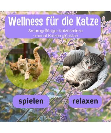 Buy SMARAGDF NGER Catnip from France - Premium 80g Quality Cat Toy for Cushions & Balls - Buy Online on SooperMarket.com