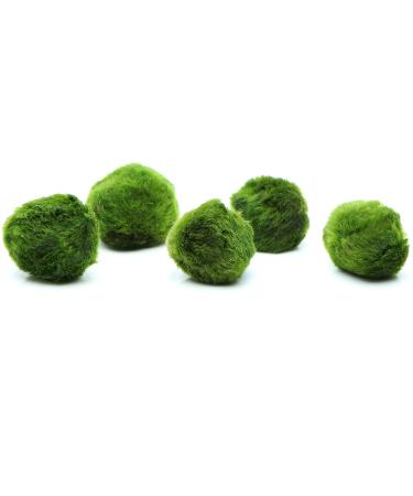k2aqua 5 Marimo Moss Balls Always Fresh Live Aquarium Plant Cladophora aegagropila