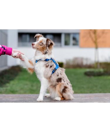 Chaba Guard Dog Harness for Medium Dogs - Adjustable No-Pull Control Harness - Comfortable Lightweight Design for Running - Anti-Choke Step-In Harness in Blue - Buy Online on SooperMarket.com