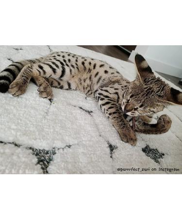 Meowijuana King Size Silvervine Sticks Bundle - Natural Matatabi Chew for Cats | High Potency Cat Treat | Dental Health | Catnip Alternative - Buy Online on SooperMarket.com