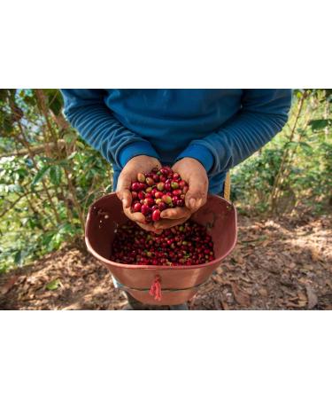 Sons of Amazon 500g Brazilian Speciality Organic Coffee - Whole Beans - Buy Online on SooperMarket.com