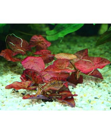 Red Tiger Lotus Bulb - Nymphaea Live Aquarium Plant Tropical Lily Fry Betta Water