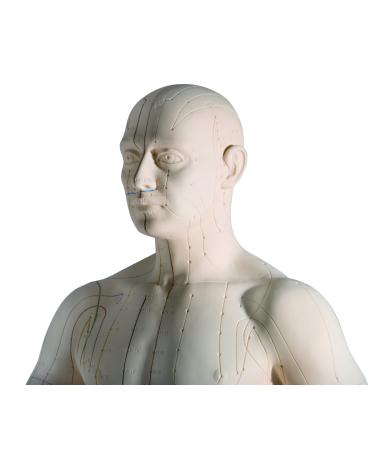 3B Scientific N30 Acupuncture Male Model 31.5-Inchx11.4-Inchx10.2-Inch - Buy Online on SooperMarket.com
