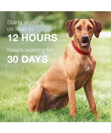 K9 Advantix II for Extra-Large Dogs Over 55lbs - 2 Count Pack - Buy Online on SooperMarket.com