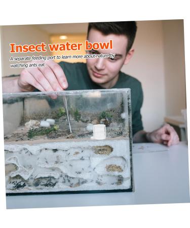 BESPORTBLE 2pcs Ant Water Feeder Acrylic Ant Feeders Professional Ants Feeder Tortoise Water Dish Transparent - Buy Online on SooperMarket.com
