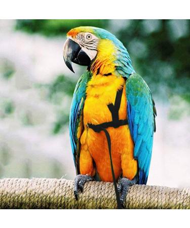 Adjustable Bird Dishes & Leash for Parrots - PAPPAGES THE FLUCHEN Perfect for Gray Cacadu - Shop Internationally! - Buy Online on SooperMarket.com