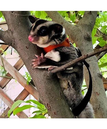 3 Pack Sugar Glider Harness and Lead Set Small Animal Training Walking Vest for Squirrel Hamster Rat (Brown) - Buy Online on SooperMarket.com