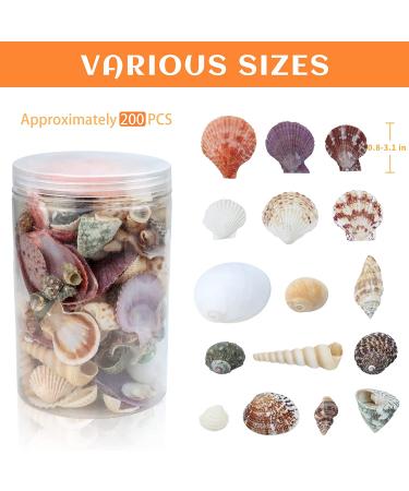 Weoxpr 200pcs Assorted Sea Shells for Fish Tank, Home Decor, Beach Theme Party, Candle Making, Wedding Decor - Natural Ocean Beach Seashells in Various Sizes for DIY Crafts - Buy Online on SooperMarket.com