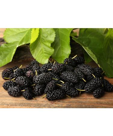 Organic Dried Black Mulberries 1lb | Non-GMO, Raw, Unsulfured, Unsweetened, Vegan & Kosher - Perfect for Snacking, Desserts & Granola | No Sugar Added | Morus nigra - 1lb Pack - Buy Online on SooperMarket.com