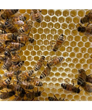 Gwenyn Gruffydd - British Blossom Honey 3kg Bulk Catering Tub - 100% Pure Natural Unpasteurized Raw Honey - Bulk Honey 3kg - Unheated - Gluten Free - Premium Honey from Non-Sugar Fed Bees UK - Buy Online on SooperMarket.com