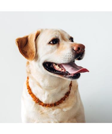 Premium Amber Necklace for Dogs & Cats | Leather Clasp | Flea & Tick Protection 30-35cm - Buy Online on SooperMarket.com