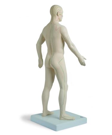 3B Scientific N30 Acupuncture Male Model 31.5-Inchx11.4-Inchx10.2-Inch - Buy Online on SooperMarket.com