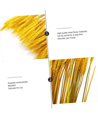 Abaodam 200 Pcs Dried Wheat Ears Bouquet Decked Dried Flower Bouquet Wheat Sheave Bundle Wheat Sheave Flower Wedding Decoration Wheat Stalk Ears of Wheat Gift Dried Flowers. Yellowx2pcs 52X10CMx2pcs - Buy Online on SooperMarket.com