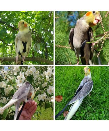 Vreplrse Adjustable Bird Flight Dishes & Easy-to-Wear Parrot Leash - Perfect Gift for Parrot Owners | International Shipping - Buy Online on SooperMarket.com