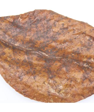 JBL Catappa 25198 - 10 XL Tropical Almond Leaves for Freshwater Aquariums | International Shipping Available - Buy Online on SooperMarket.com