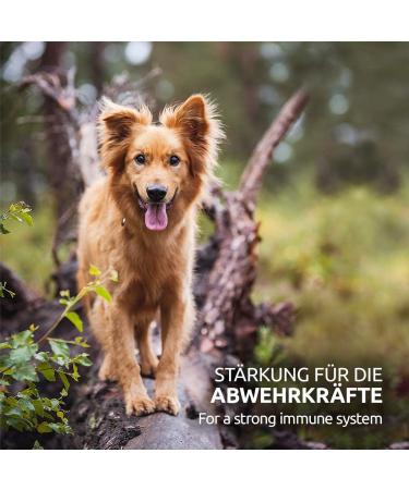 AniForte Cold-Pressed Organic Hemp Oil for Dogs & Horses - 1L 100% Pure BARF Oil | Premium Natural Product Without Additives - Buy Online on SooperMarket.com
