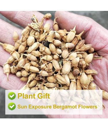 Plant Gift Dried Bergamot Flower 80G/2.82oz Citrus Bergamot Tea Citrus Medica Chinese Health Tea - Buy Online on SooperMarket.com