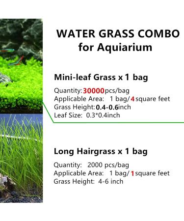 Freshwater Aquarium Plant Seeds Combo - Mini Leaf & Longhair Grass, Small Pearl - Fish Tank Terrarium Decor - Buy Online on SooperMarket.com