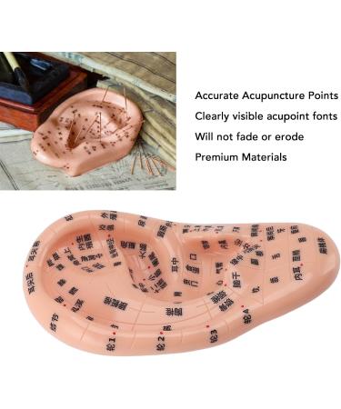 Buy 17cm Ear Acupuncture Point Model - Large Reflexology Learning Display for International Shipping - Buy Online on SooperMarket.com