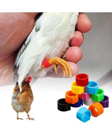 100 Bird Identification Rings - Pigeon Footrings Parrot Leg Bands & Poultry Marking Tape - 8mm Clamping Rings for Chickens Quail & More - Buy Online on SooperMarket.com