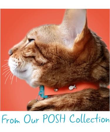Kittyrama Cat Collar- Award Winning Breakaway Design, Vet Approved, As Seen in Vogue - Adult Tangerine - Buy Online on SooperMarket.com