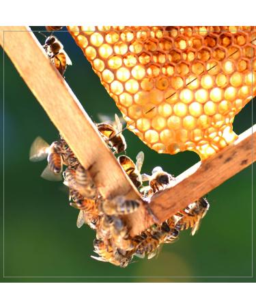 Madhava Organic Amber Honey 5lb - Unfiltered and Raw Honey - Buy Online on SooperMarket.com