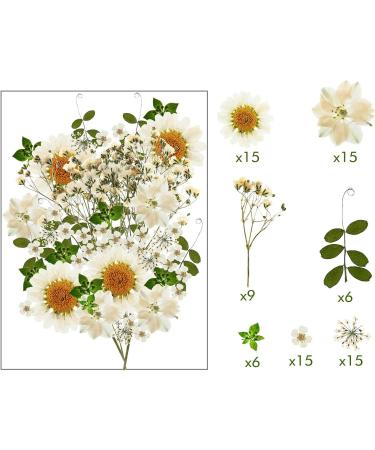 Nuanchu 81 Pcs White Dried Pressed Flowers & Leaves for Resin Jewelry, Scrapbooking & Art - Larkspur, Gypsophila - Floral Decorations - White - Buy Online on SooperMarket.com