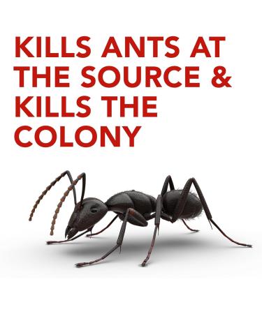 Raid Ant Killer Baits And Traps For Indoor Use Child Resistant 8 Count Baits Ant Killer - Buy Online on SooperMarket.com